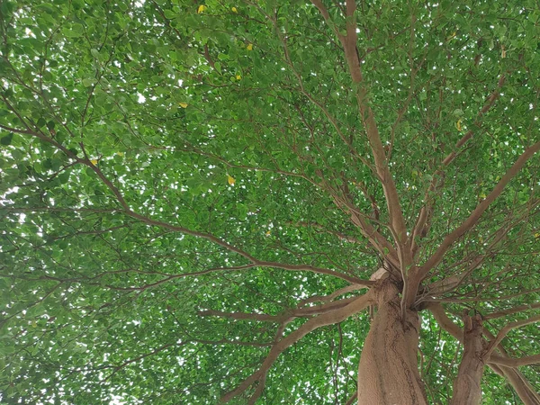 Bottom View Old Big Tree — Stock Photo, Image