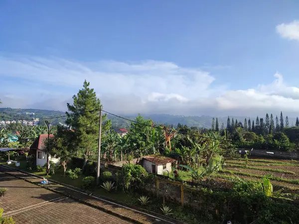 Paesaggio Scenario Abeti Con Cielo Blu Mattino — Foto Stock