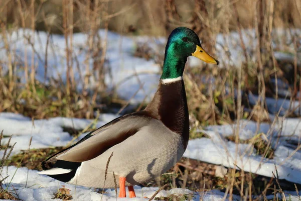 Landschaft See Vögel Natur Winter Farben Entenfarben Wasser Berg Schnee — Stockfoto