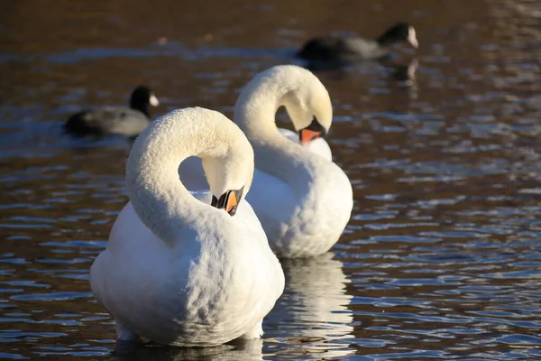 Swan Landscape Lake Birds Nature Winter Colors Swan Couple Water — Stock Photo, Image