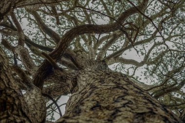 Büyük bir çam ağacı gövdesi ve gökyüzüne doğru uzanan dallar.