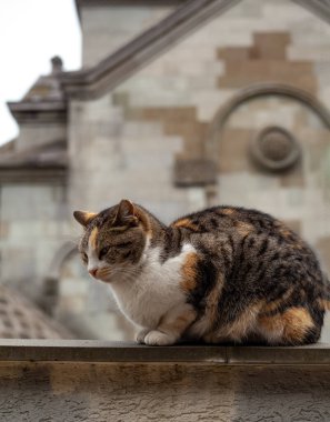 Gri-beyaz-kırmızı bir kedi siperin üzerinde huzur içinde oturur ve binanın arka planına bakar.