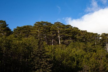 Beyaz bulutlu mavi gökyüzüne karşı bir dizi yeşil kozalaklı orman.