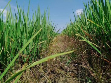 Yeşil yapraklı, ılık tonlu ve bulutlu mavi gökyüzü olan Ricefield 'da yaz güneşli bir gün. en iyi arka plan, tarım, kırsal, çevresel, manzara ve doğa amaçlı içerik 