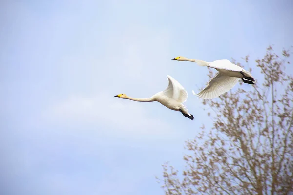 Whooper Swans Fly Blue Sky — Stock Photo, Image