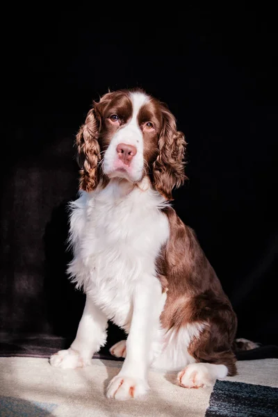 İngiliz Springer Spaniel siyah arka planı ve kahverengi bir sandalyede.