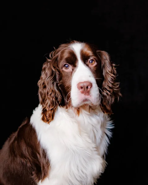 İngiliz Springer Spaniel siyah arka planı ve kahverengi bir sandalyede.