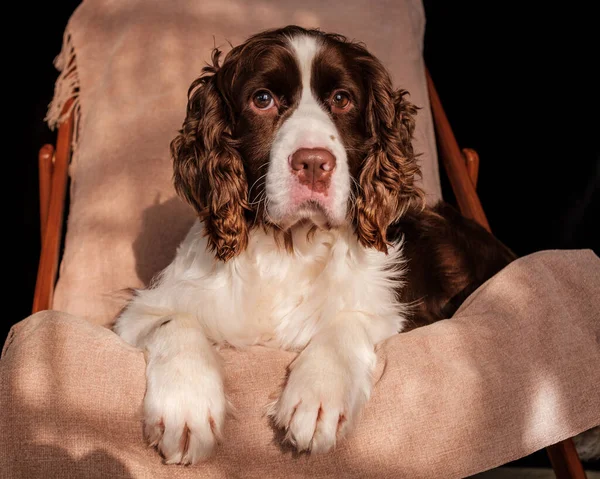 İngiliz Springer Spaniel siyah arka planı ve kahverengi bir sandalyede.