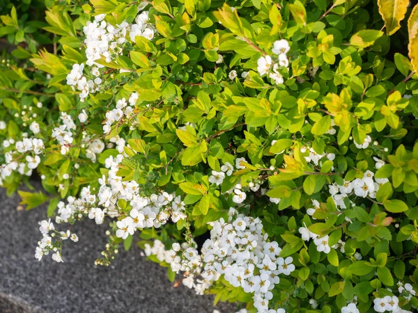 Bunga Putih Kecil Dengan Daun Kuning Dan Hijau Musim Semi — Stok Foto