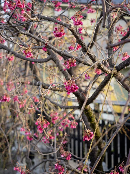 Весной Дерево Розовыми Цветами — стоковое фото