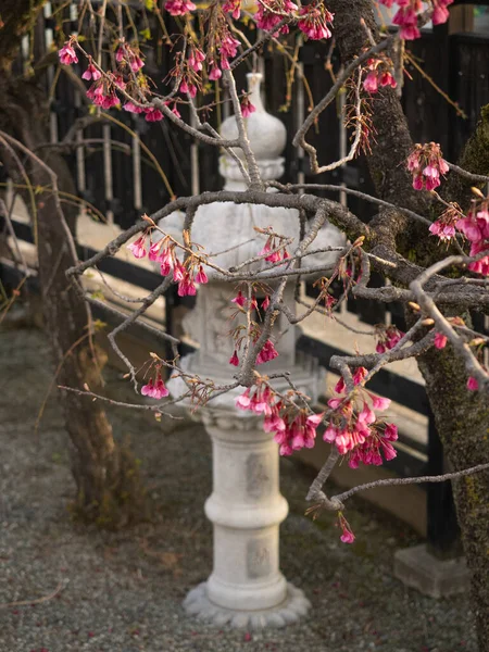 Baharda pembe çiçekli ağaç ve Japon feneri