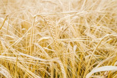 Güneşli bir günde buğday tarlası