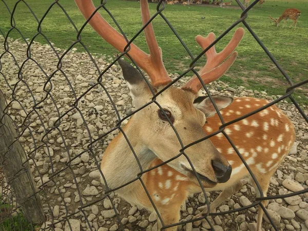 Fawn Zajetí Pletenou Sítí — Stock fotografie