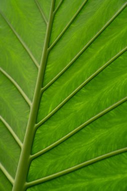 Tazelik. Net bir yapısı olan bir bitkinin yeşil yaprağı