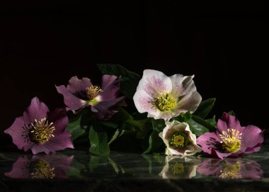 Bir buket bordo, mor, beyaz çiçekler yeşil bir masada yatıyor. Karanlık arka plan. Alışılmadık durgun hayat.