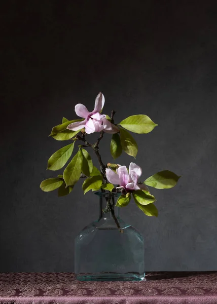 A branch of a blossoming magnolia flower in a transparent bottle on the table. Dark gray background. Joyful mood. Spring fragrance. Freshness at home. Light still life