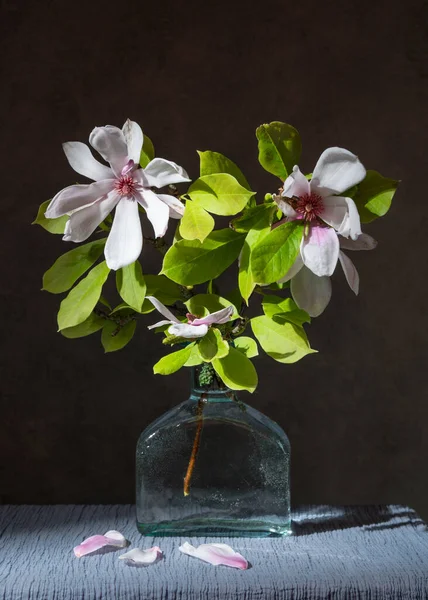 Branch Blossoming Magnolia Flower Transparent Bottle Fallen Petals Table Grey — Foto de Stock