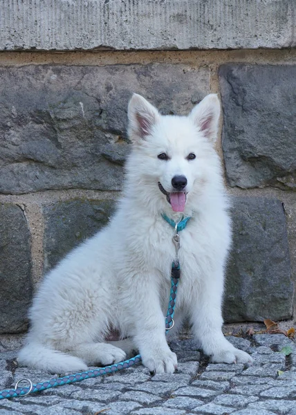 White Swiss Shepherd Puppy Months Old Young White Dog Four — Stok fotoğraf