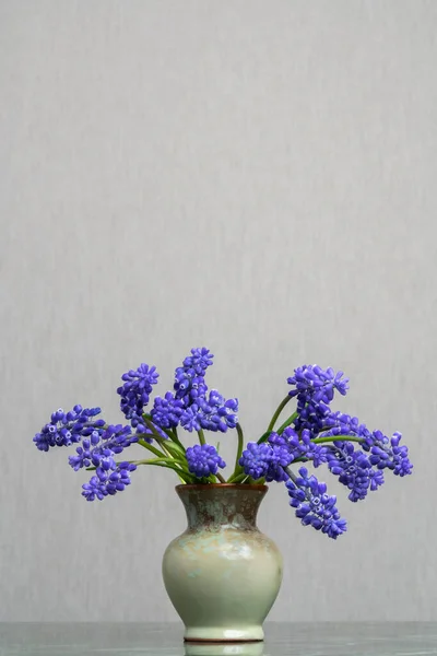 A delicate bouquet of muscari hyacinth in a light clay vase on a light gray background. Tenderness. Fresh fragrance of spring. Calm still life.