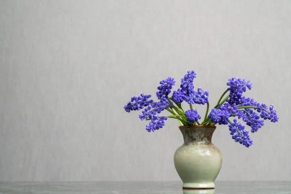 A delicate bouquet of muscari geocypts in a light clay vase on a light gray background. Tenderness. Fresh fragrance of spring. Calm still life.