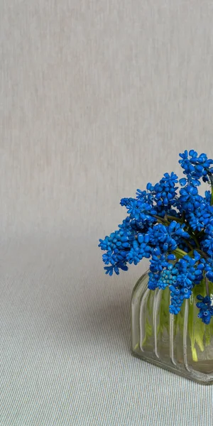 Delikat Bukett Muscari Geocypts Glasvas Ljusgrå Bakgrund Sömnighet Frisk Doft — Stockfoto