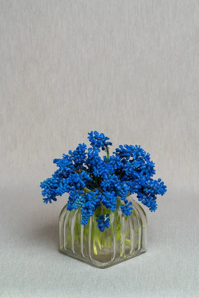 Delicado Ramo Muscari Geocypts Jarrón Vidrio Sobre Fondo Gris Claro — Foto de Stock