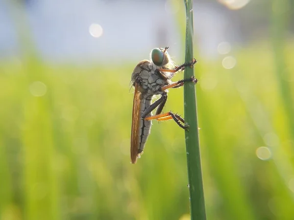 Robber Fly Asilidae Robber Fly Family Also Called Assassin Flies — Stock Photo, Image