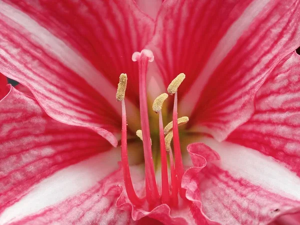 Hippeastrum Oder Amaryllis Blühen Nahaufnahme Von Rosa Blühenden Amaryllis — Stockfoto