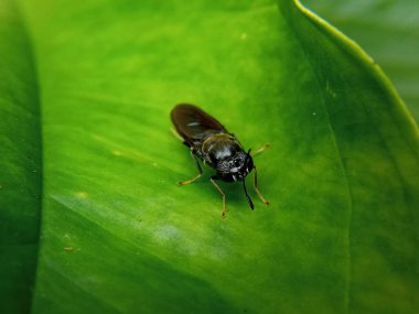 Siyah asker Fly.Asker bir tür sinek. Yeşil yaprakların üzerinde Amerikan asker sineği olarak da bilinir..