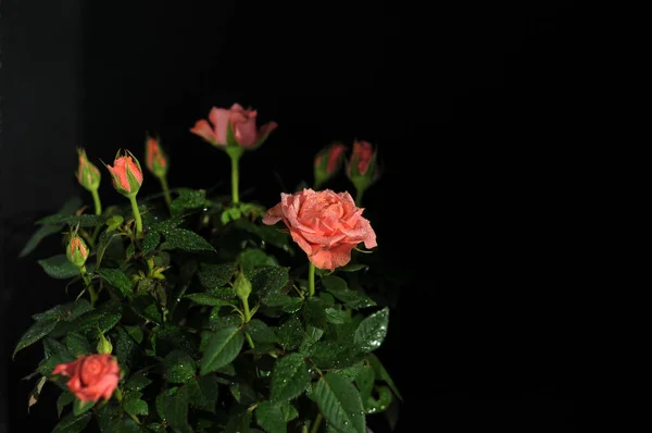 siyah zemin pembe güller