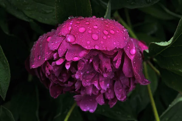 Çiğ içindeki şakayık sabah erken düşer.