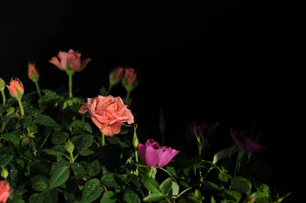 Siyah arkaplanda güzel çiçekler makro fotoğraf