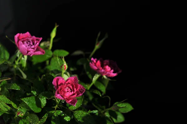Siyah arkaplanda güzel çiçekler makro fotoğraf