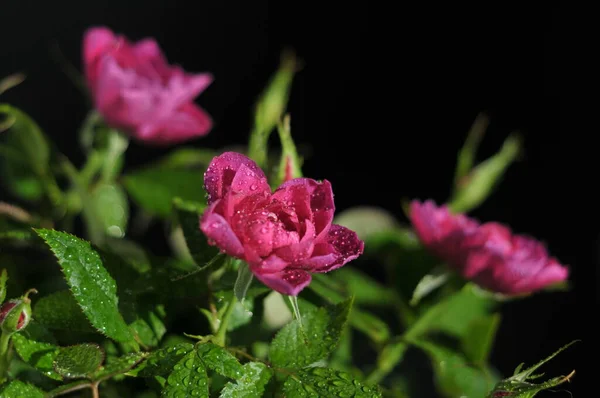 Siyah arkaplanda güzel çiçekler makro fotoğraf
