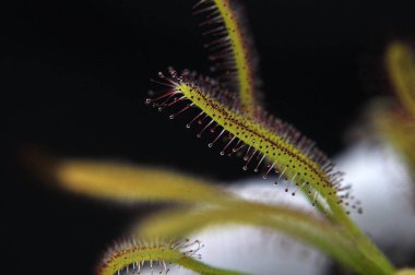 Siyah arka planda yırtıcı bitki Dewdrop makro fotoğrafı