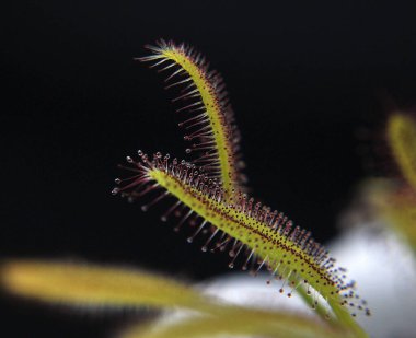 Siyah arka planda yırtıcı bitki Dewdrop makro fotoğrafı