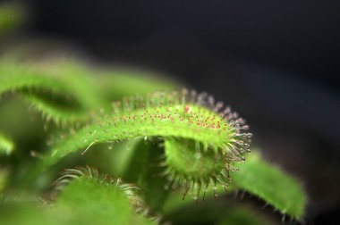 Siyah arka planda yırtıcı bitki Dewdrop makro fotoğrafı