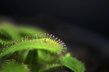 Siyah arka planda yırtıcı çiçekli çiyan damlası