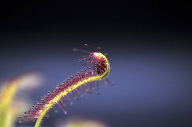 Siyah arka planda yırtıcı çiçekli çiyan damlası