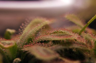 Siyah arka planda yırtıcı çiçekli çiyan damlası