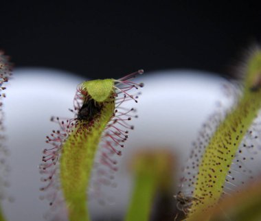 Siyah arka planda yırtıcı çiçekli çiyan damlası