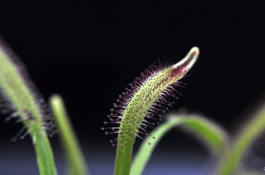 Siyah arka planda yırtıcı çiçekli çiyan damlası