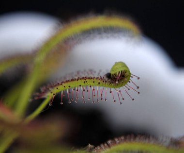 Siyah arka planda yırtıcı çiçekli çiyan damlası