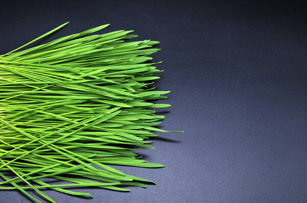 Micro-green healthy superfood on a black background