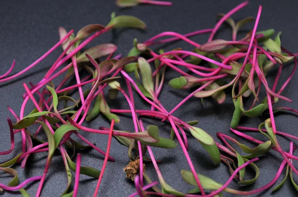 Siyah arka planda mikro-yeşil sağlıklı süper yiyecekler