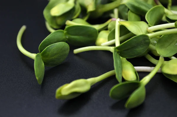 Mikrogrön Hälsosam Superfood Svart Bakgrund — Stockfoto