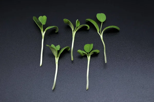 Siyah arka planda mikro-yeşil sağlıklı süper yiyecekler