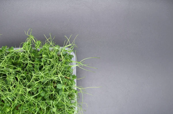 Siyah arka planda mikro-yeşil sağlıklı süper yiyecekler