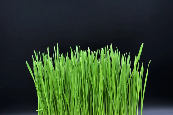 Siyah arka planda mikro-yeşil sağlıklı süper yiyecekler