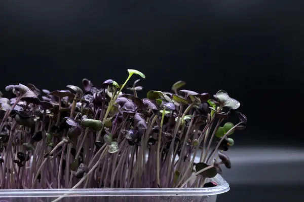 Siyah arka planda mikro-yeşil sağlıklı süper yiyecekler